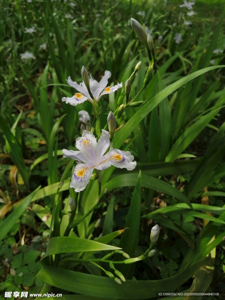 鸢尾花