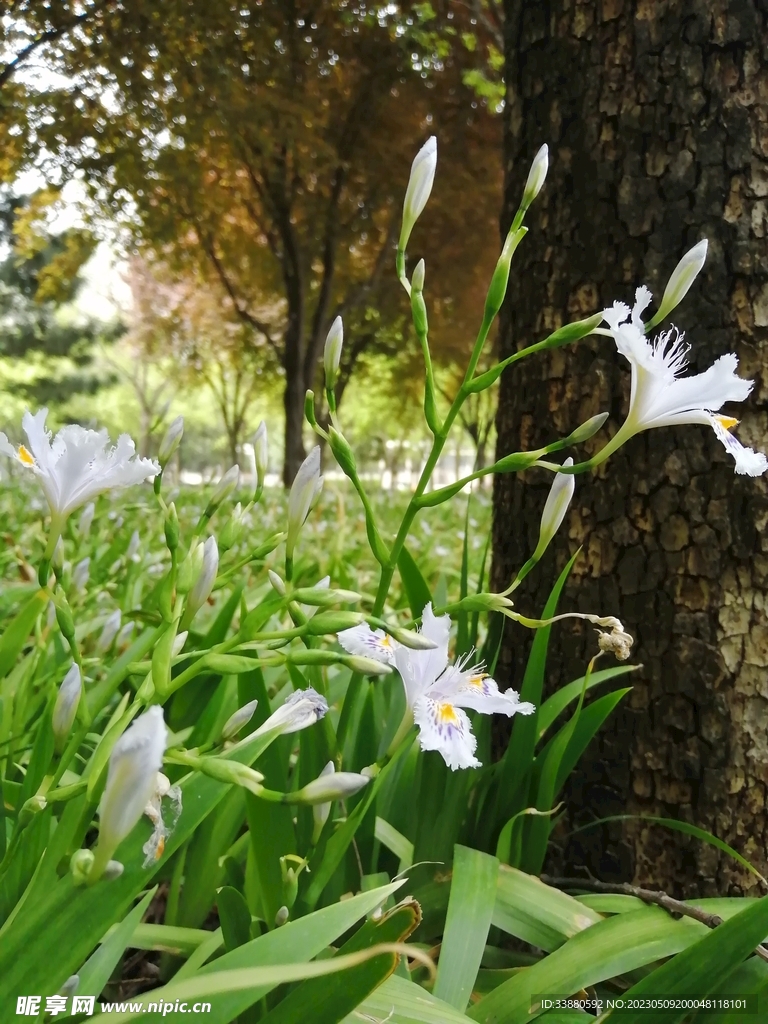 鸢尾花