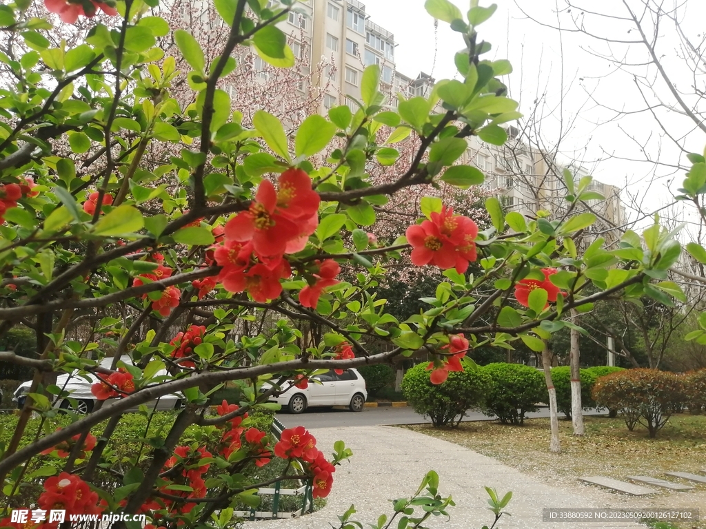 海棠花