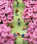 赏樱花