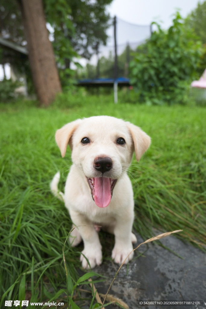 拉布拉多猎犬