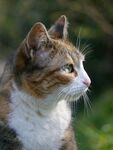 小猫
