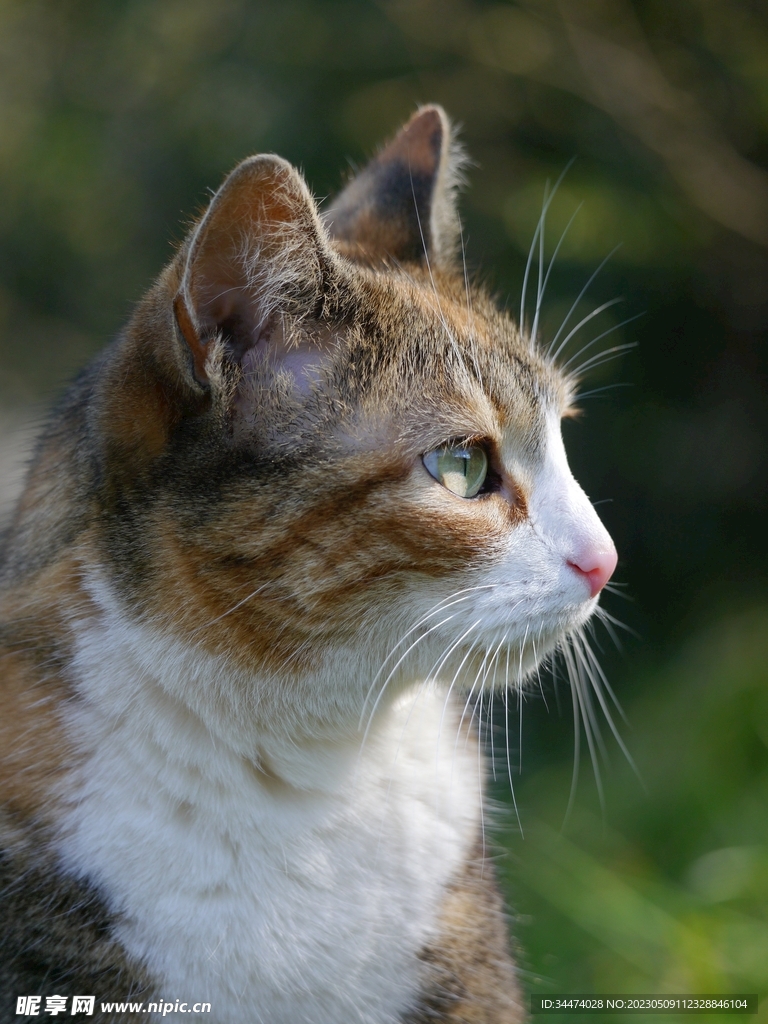 小猫