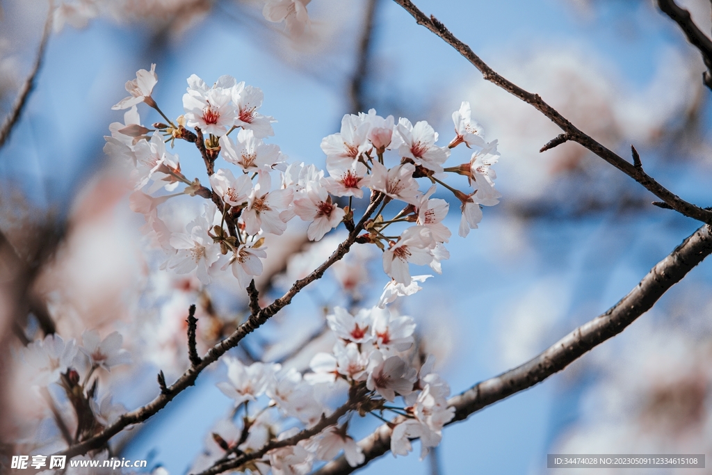 樱花