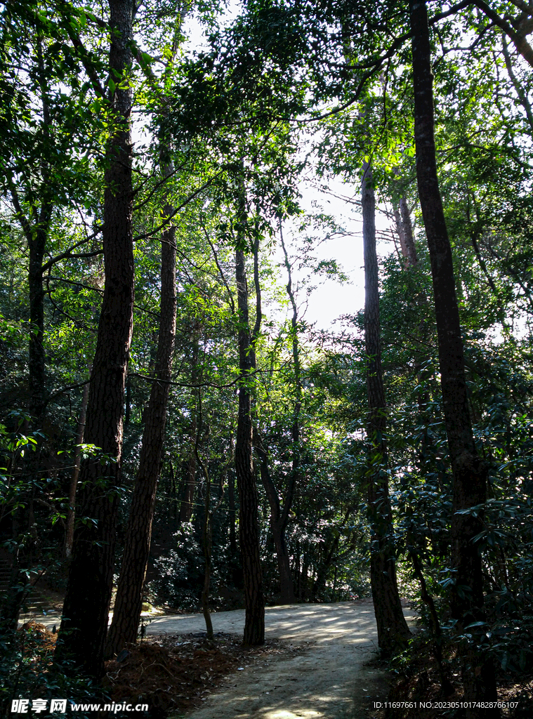 林间小路