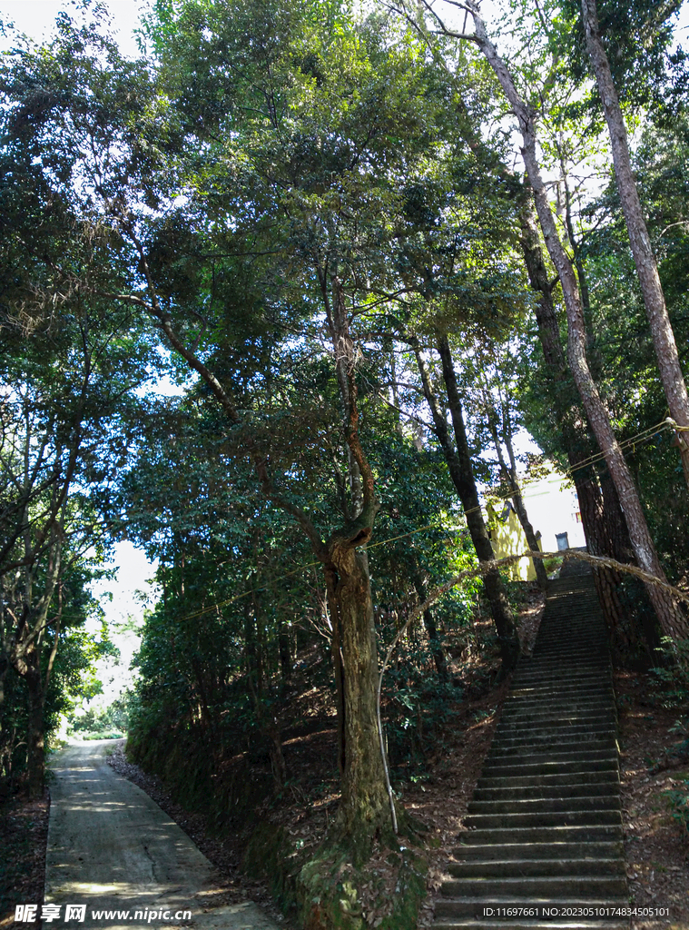 林间小路