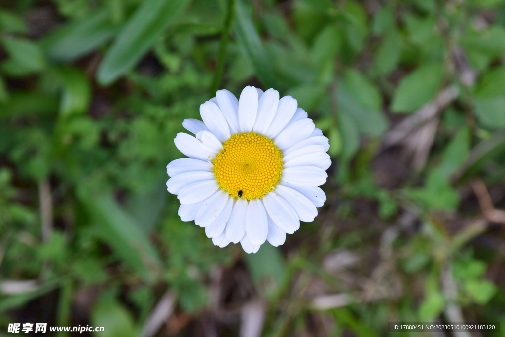 菊花