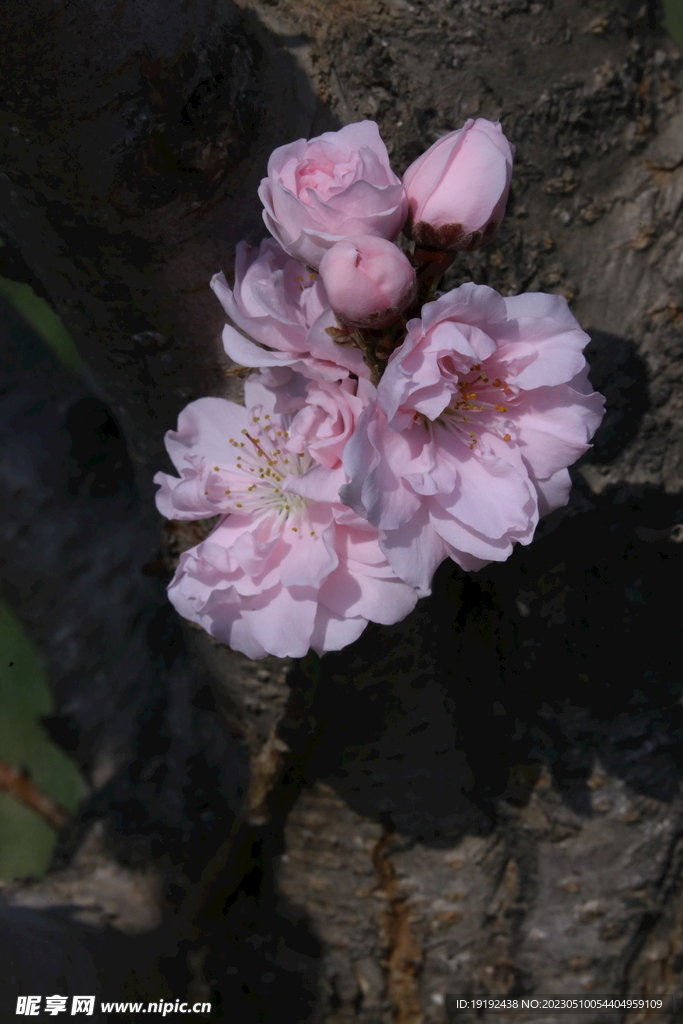 碧桃花 