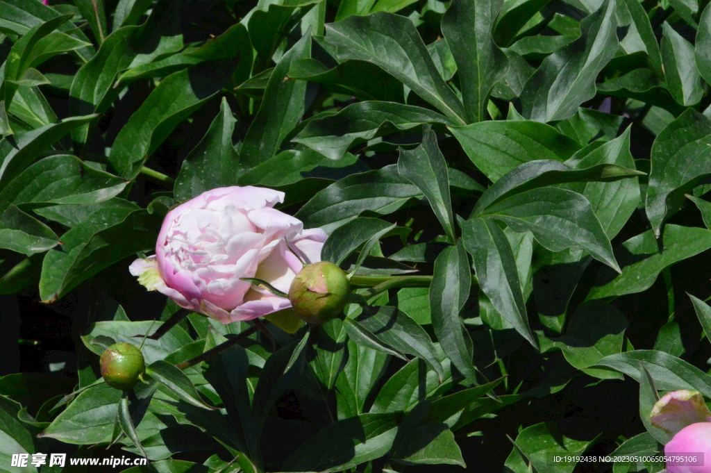 芍药花