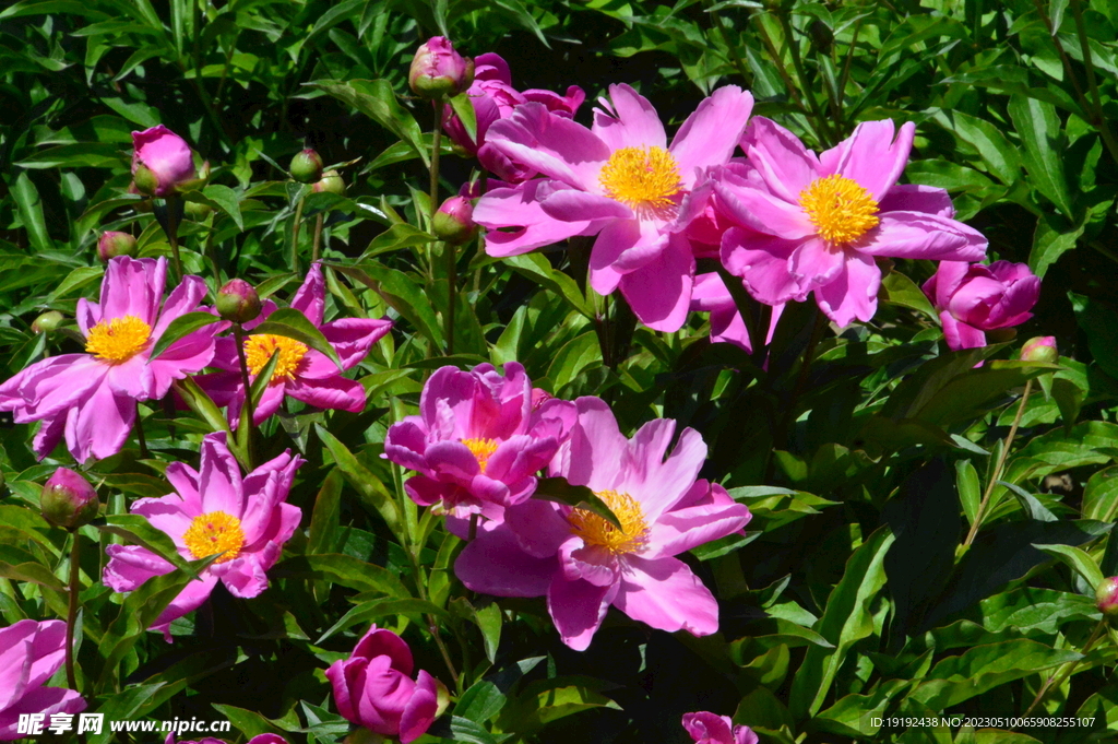 芍药花