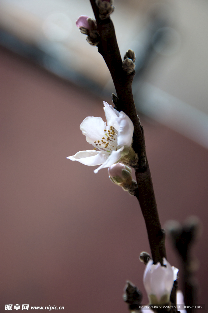 一枝桃花