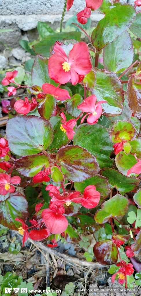 蝴蝶花