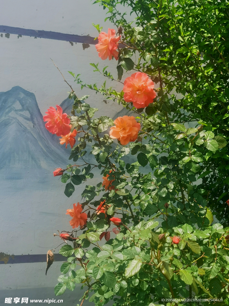 月季