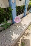 牵牛花