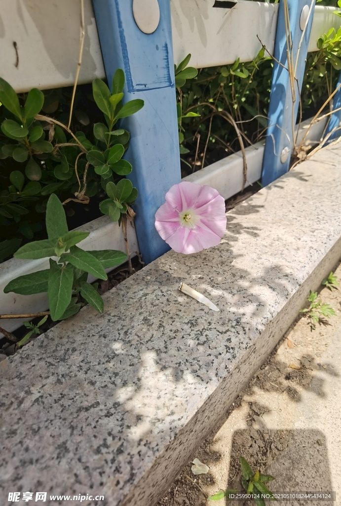 牵牛花
