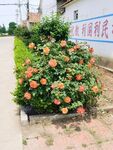 月季