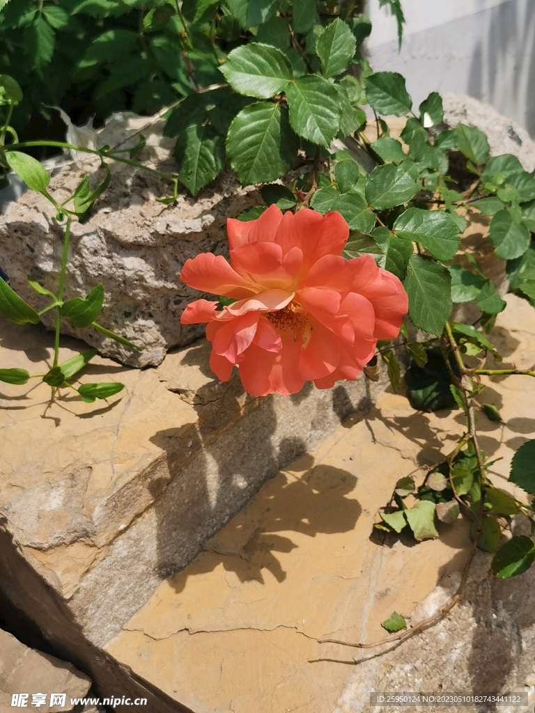 月季
