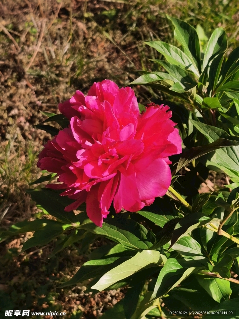 芍药