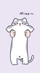 儿童小猫