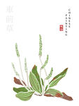 水彩花卉