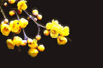 梅花分层