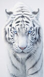 白色老虎