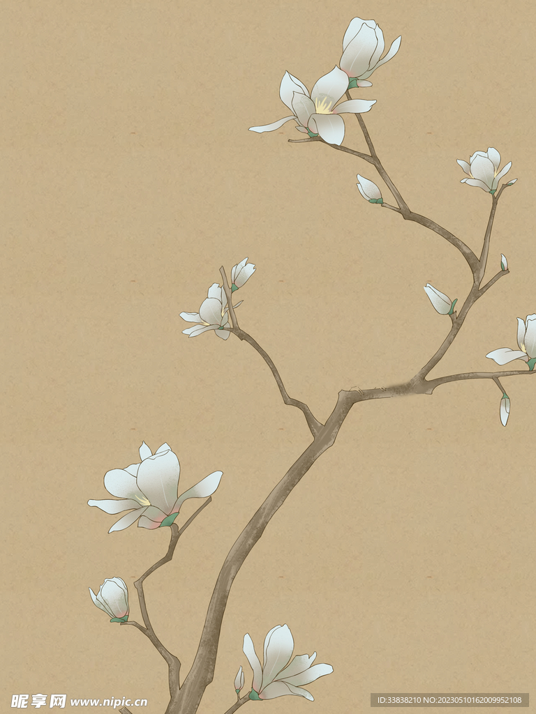 玉兰花