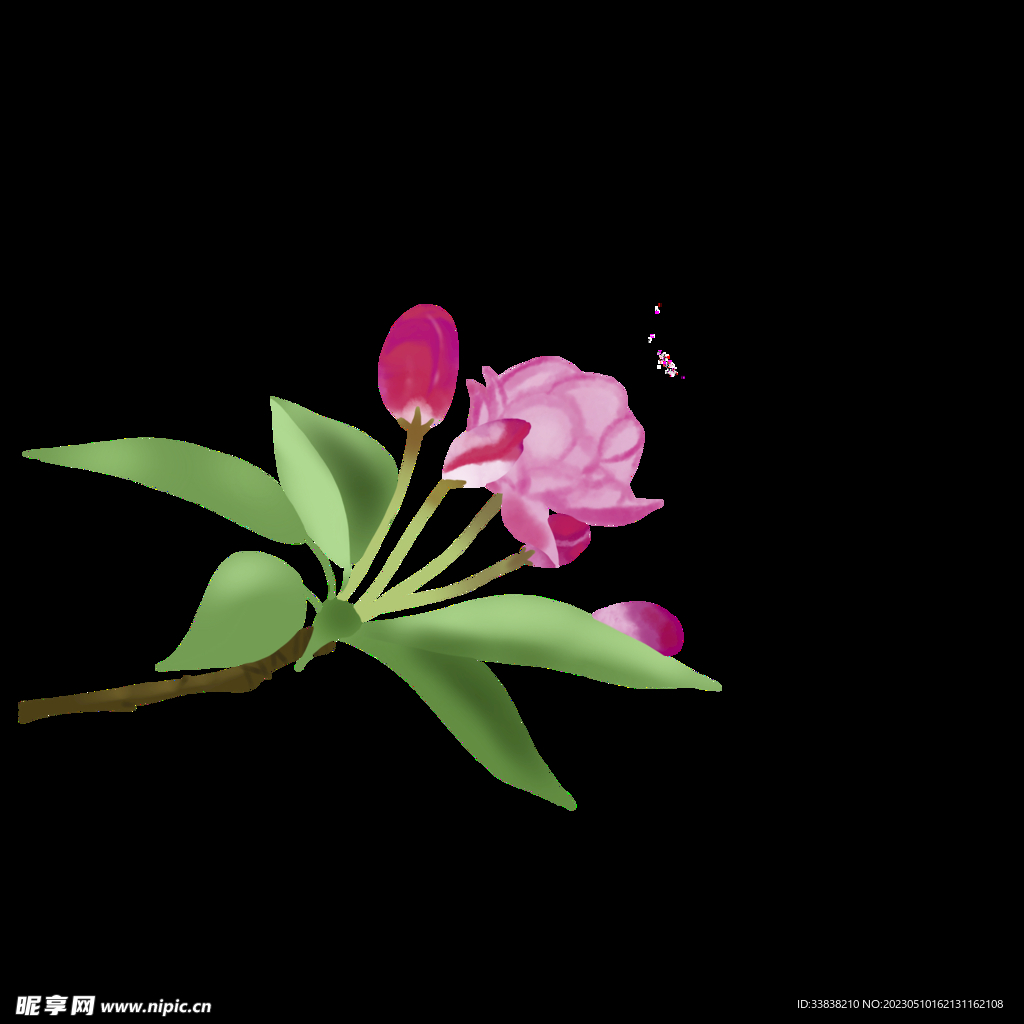 海棠花