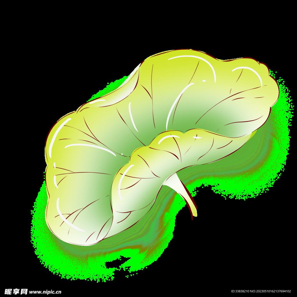  荷花 