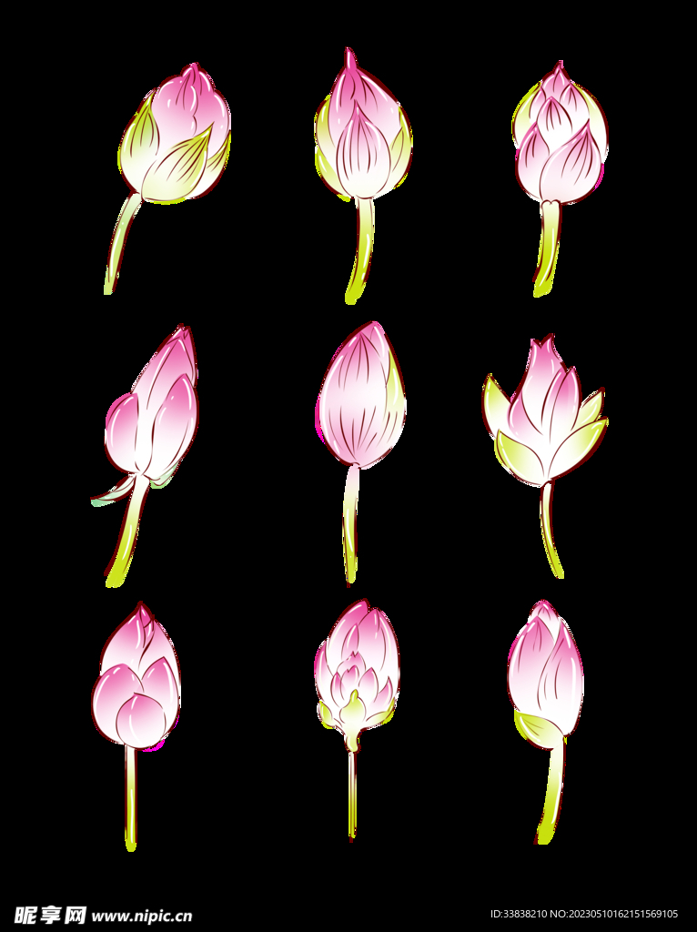 荷花
