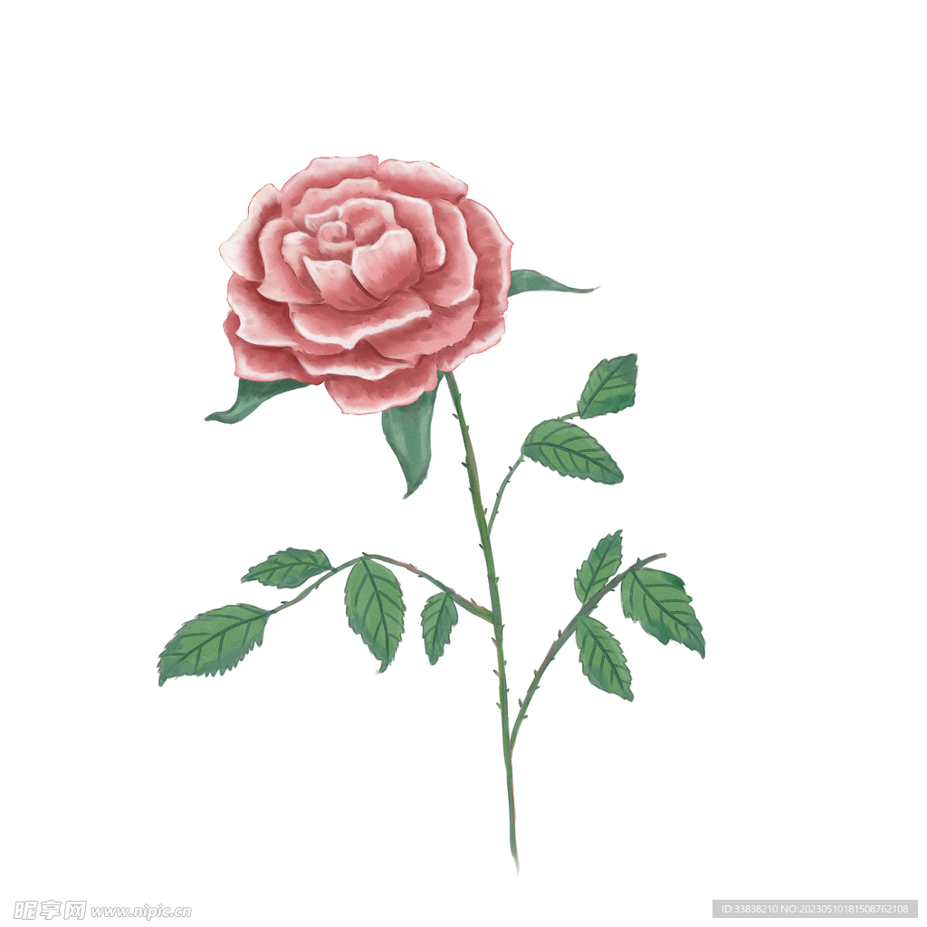 玫瑰花 