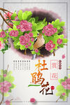 杜鹃花