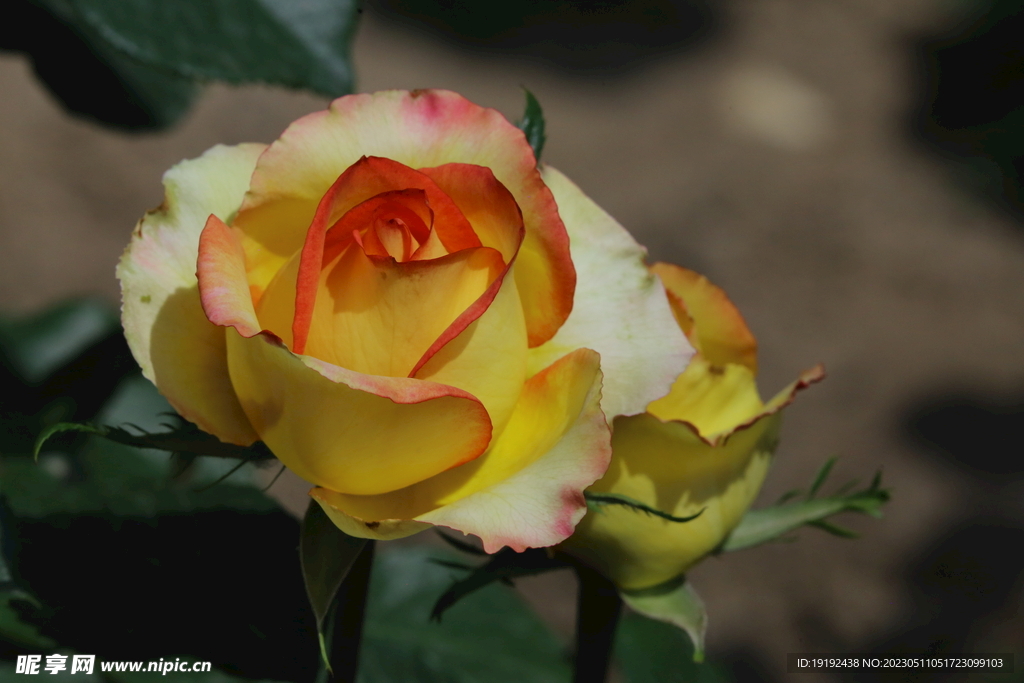 月季花
