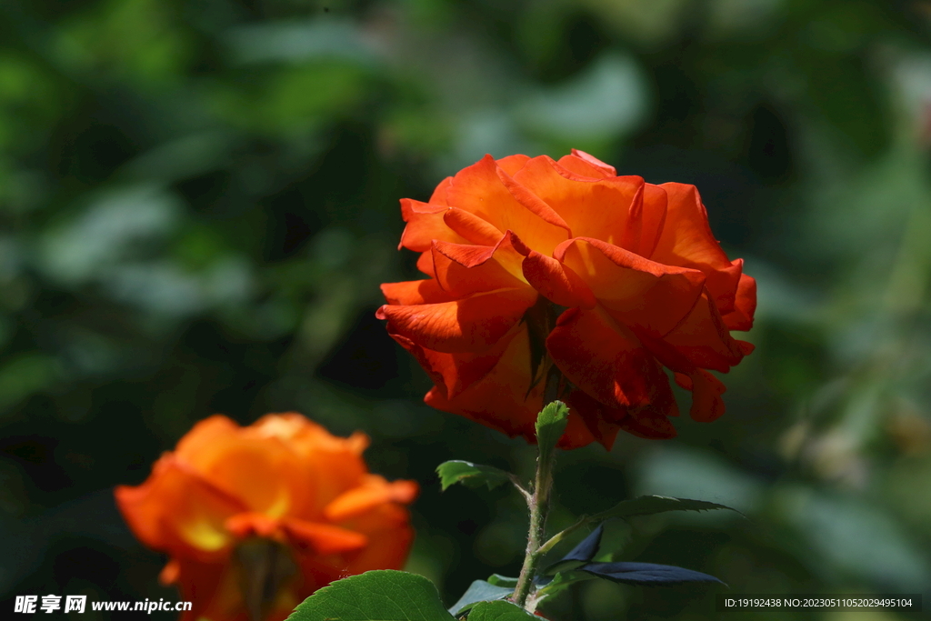 月季花 
