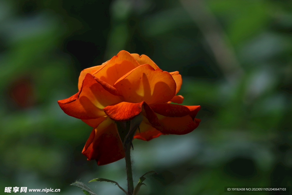 月季花