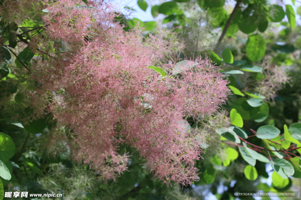 黄栌花 