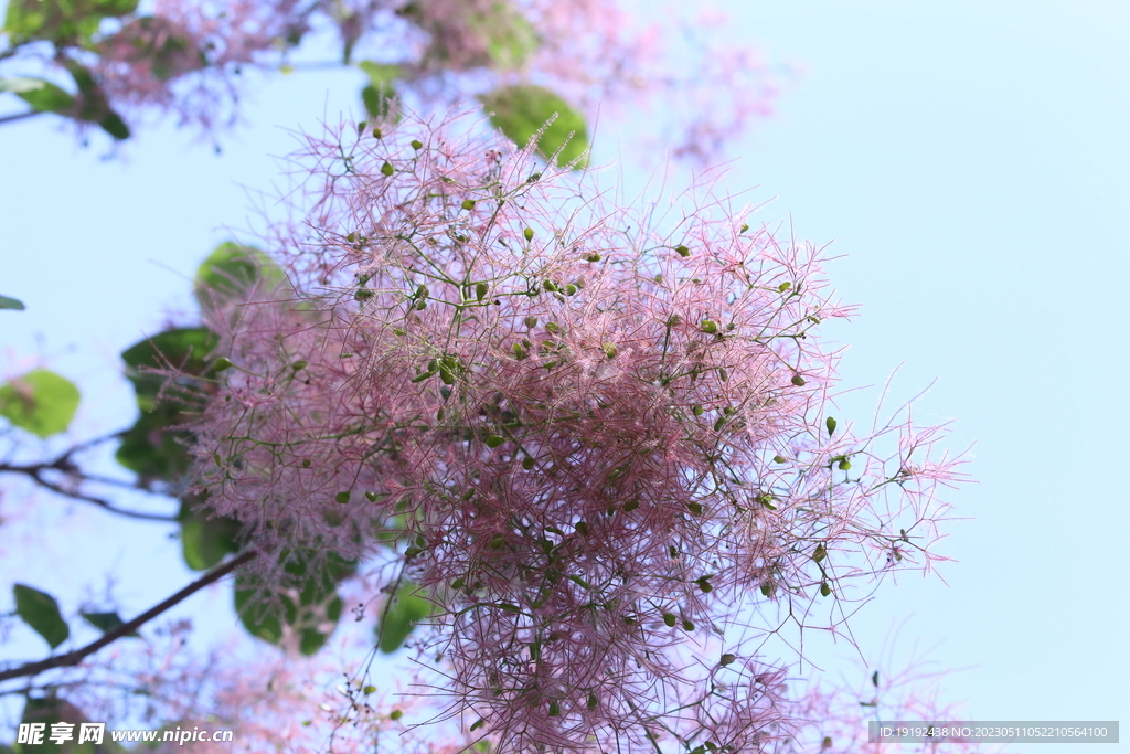 黄栌花 