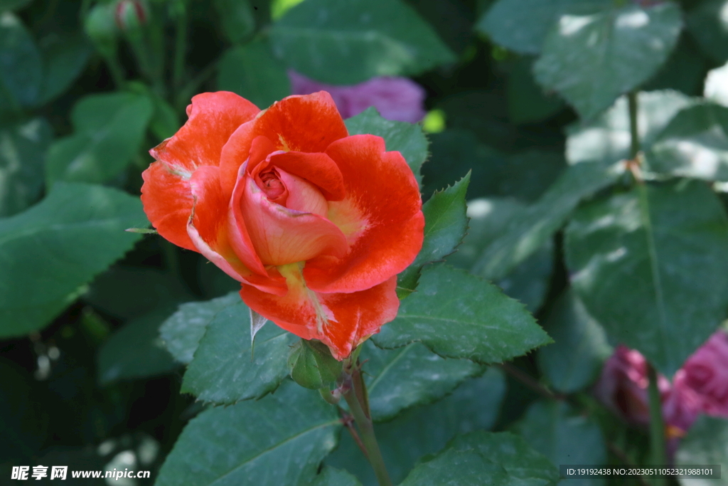 月季花