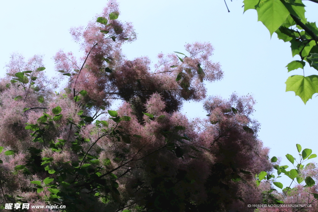 黄栌花