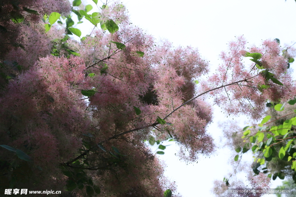 黄栌花