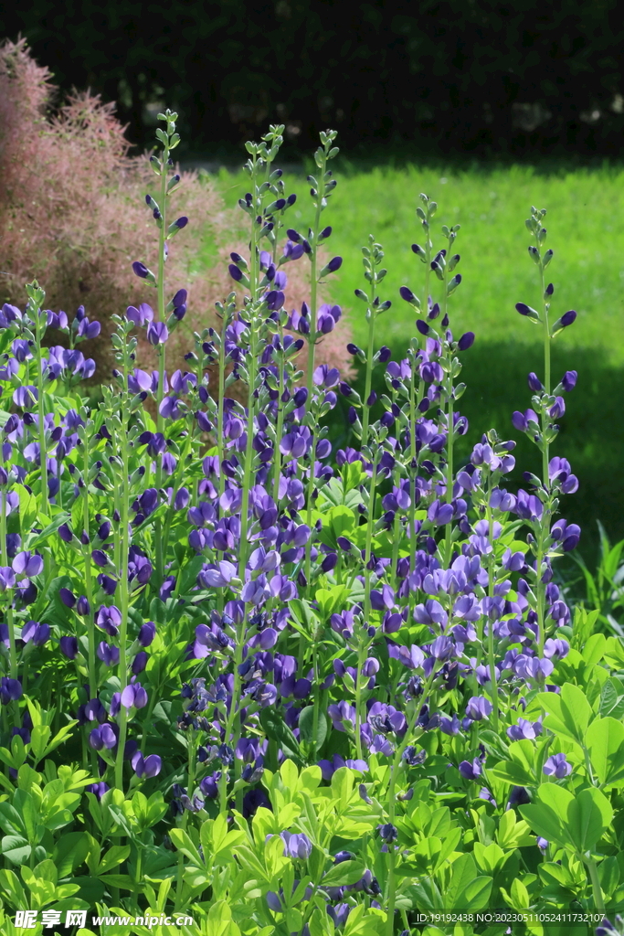 花坛花草 