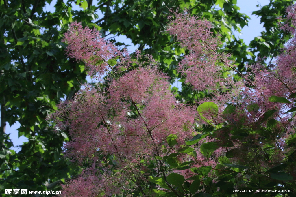 黄栌花 