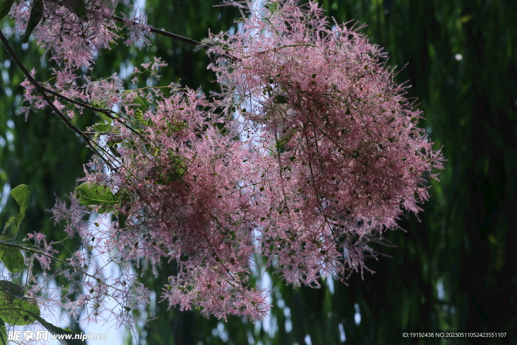 黄栌花 