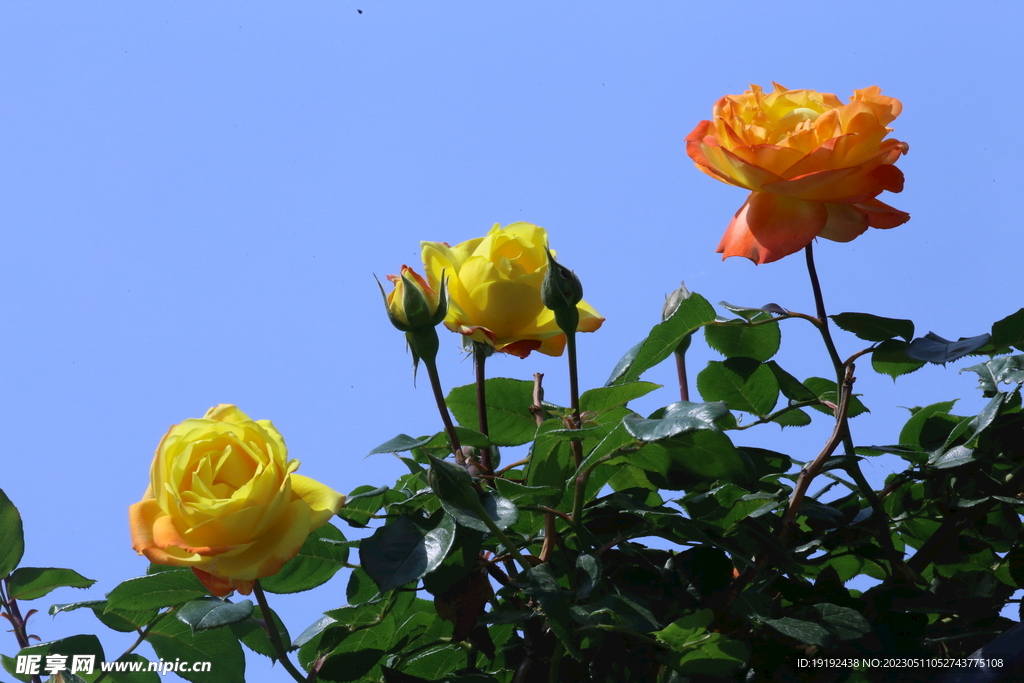 月季花 