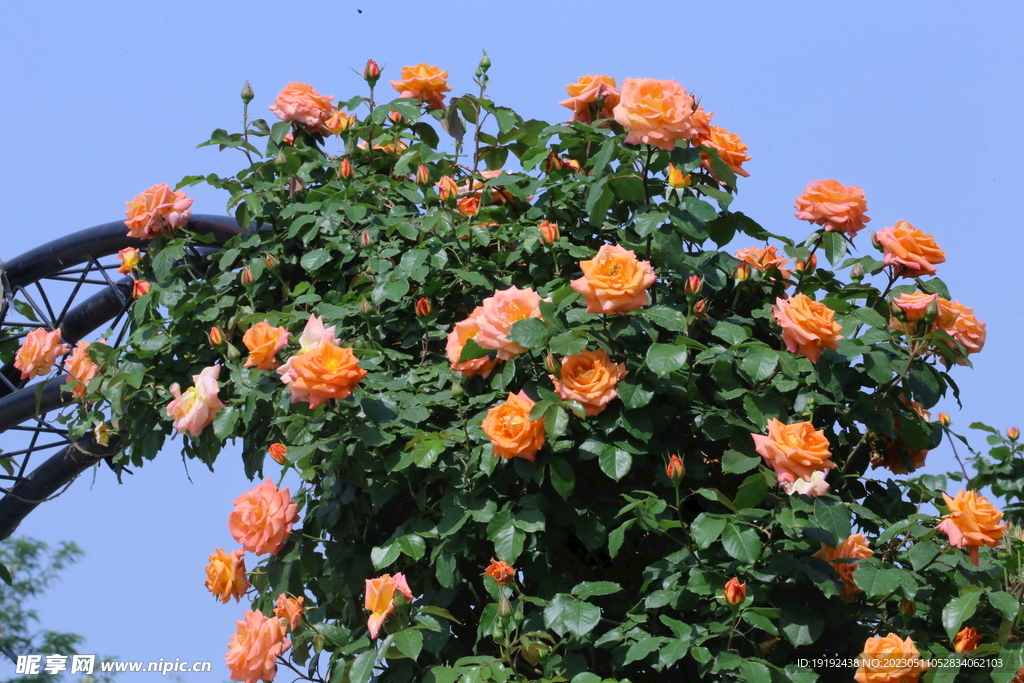 月季花