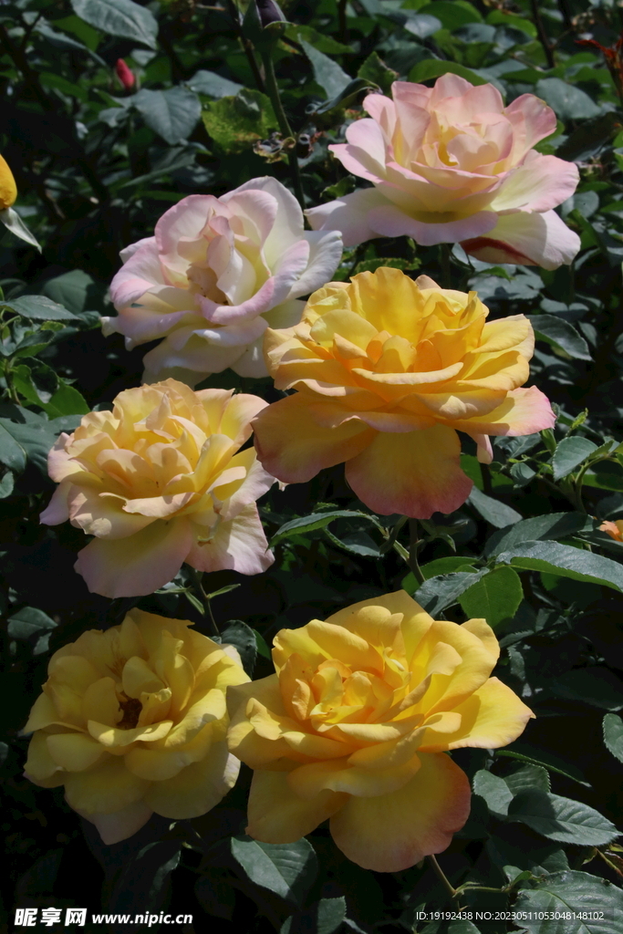 月季花