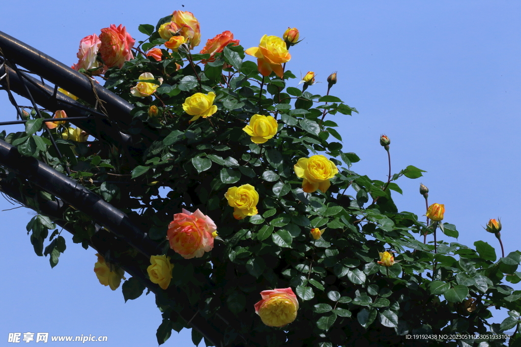 月季花 