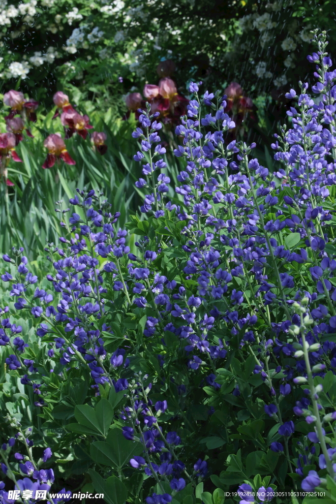 花坛花草 