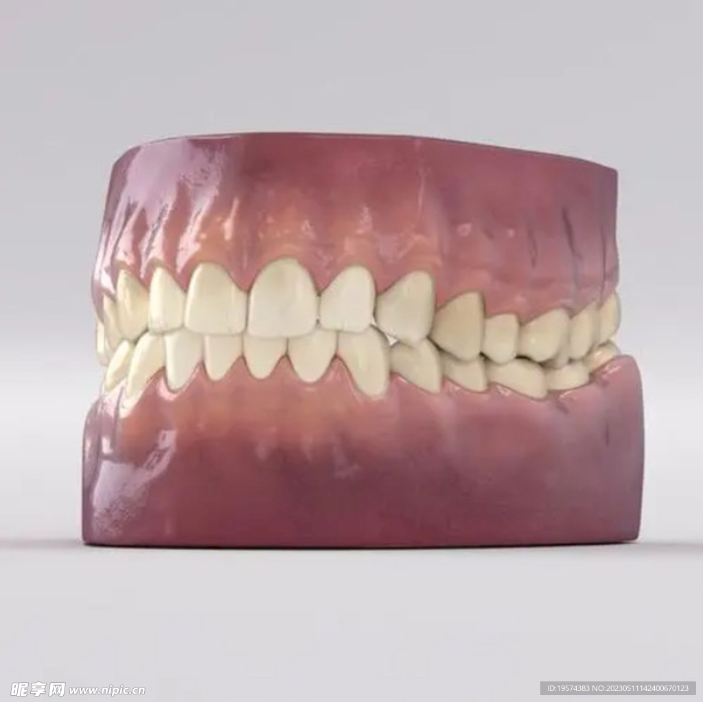 C4D模型牙齿