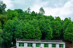 树林